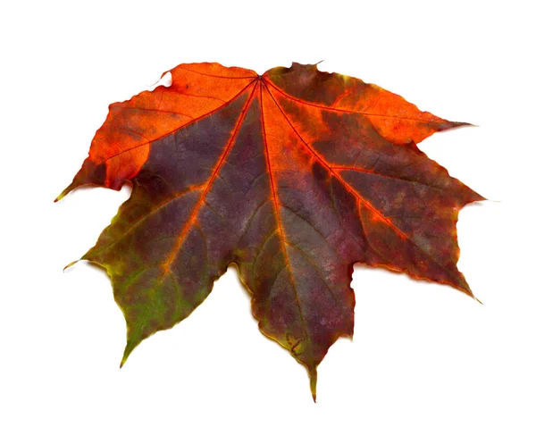 Multicolor Podzimní Javorový List Izolované Bílém Pozadí — Stock fotografie