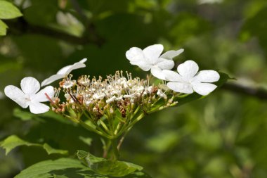 Çiçekli bahar dalları, genç yapraklar ve çiçeklerle viburnum opulus (guelder-rose) 
