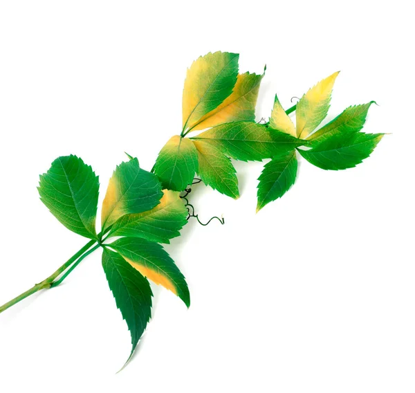 ブドウの緑の枝の葉 ナツヅタ Quinquefolia 白い背景に分離 — ストック写真