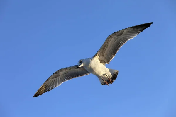 Flying Seagull Blauwe Heldere Lucht Zon Zomer Avond — Stockfoto