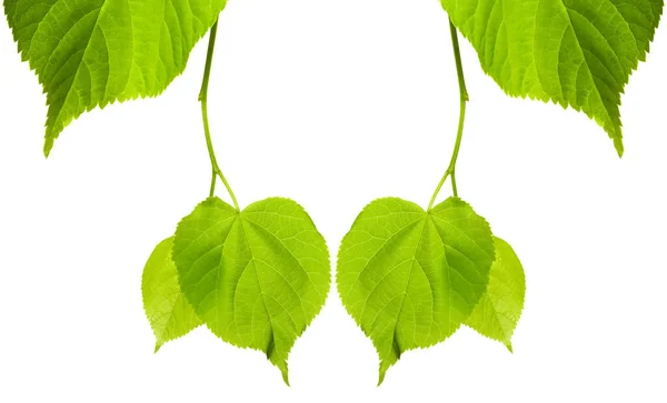 Frame Young Spring Tilia Leaves Isolated White Background Copy Space — Stock Photo, Image