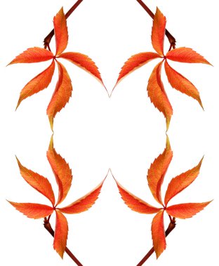 Kırmızı sonbahar üzüm yaprağı çerçevesi, Virginia sarmaşık yaprakları. Beyaz arkaplanda izole.