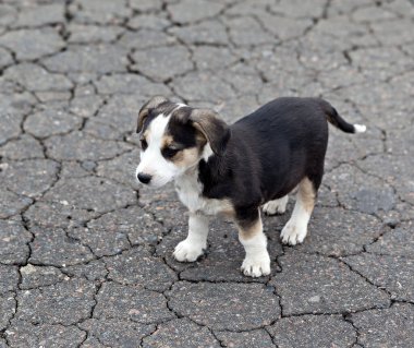 Çatlak zeminde yalnız üzgün bir köpek yavrusu. Evsiz hayvanlar.