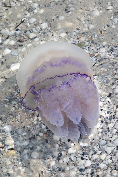 Jellyfish Rhizostomae Sea Hot Sun Summer Day — Stock Photo, Image
