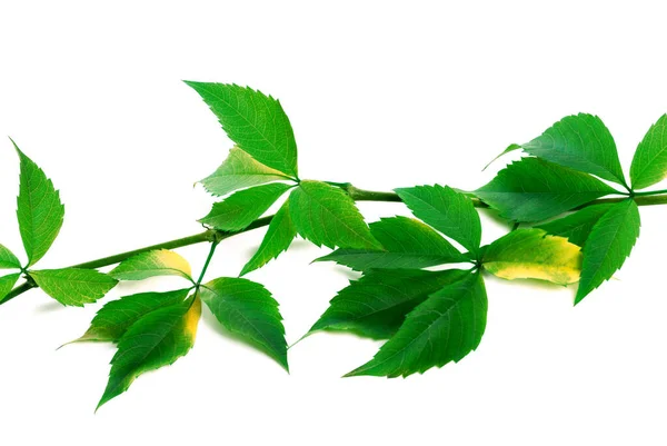 Green Branch Grapes Leaves Virginia Creeper Isolated White Background — Stock Photo, Image