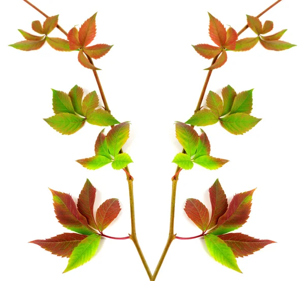 Composition Multicolor Twigs Grapes Leaves Parthenocissus Quinquefolia Foliage Isolated White — Stock Photo, Image