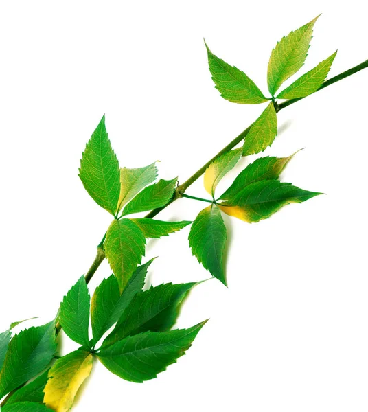 Green Twig Grapes Leaves Virginia Creeper Foliage Isolated White Background — Stock Photo, Image