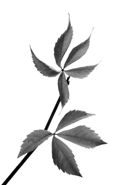 黒と白のブドウの葉の小枝 Parthenocissus Quinquefolia葉 白地に隔離された — ストック写真