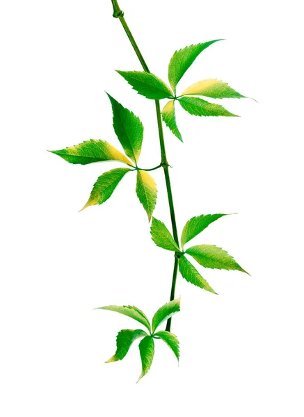 ブドウの緑の枝の葉します ナツヅタ Quinquefolia 白い背景に分離 — ストック写真