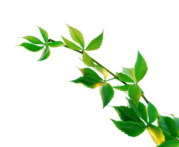 Virginia Creeper Leaf 배경에 고립됨 — 스톡 사진