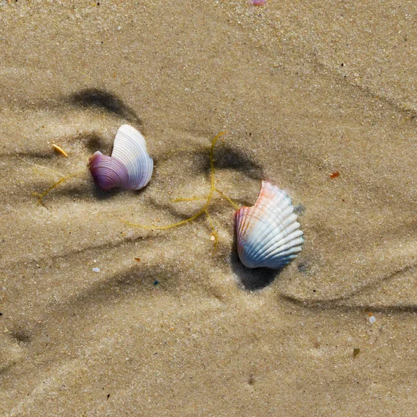 Wet Sand Beach Two Broken Seashells Sun Summer Day View — Stock Photo, Image