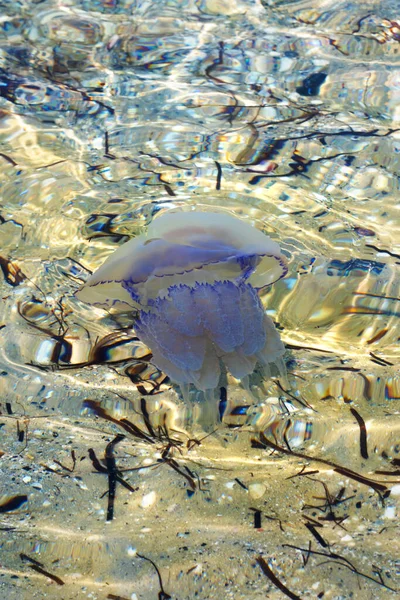 Jellyfish Rhizostomae Tengeren Napsütéses Nyári Napon — Stock Fotó