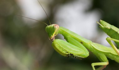 Yeşil Avrupa peygamber devesi ya da peygamber devesi dini. Yakın çekim görünümü.