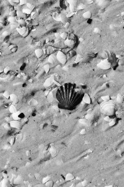 Güneşli yaz gününde kumsalda siyah ve beyaz deniz kabukları