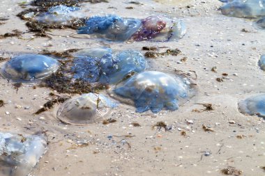 Ölü denizanası (Rhizostoma) güneş yaz günü kumsalda karaya vurmuş.
