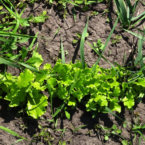 Grüner Salatsalat Lactuca Sativa Wächst Garten Sonnigen Frühlingstagen Blick Von — Stockfoto
