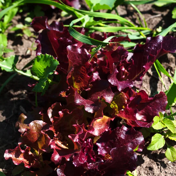 Roter Salatsalat Lactuca Sativa Wächst Garten Einem Sonnigen Frühlingstag Blick — Stockfoto