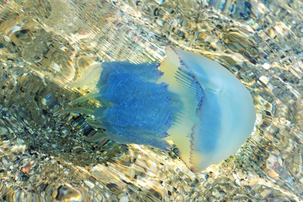 Μέδουσες Rhizostomae Κολυμπούν Διάφανα Νερά Μέρα Του Καλοκαιριού — Φωτογραφία Αρχείου