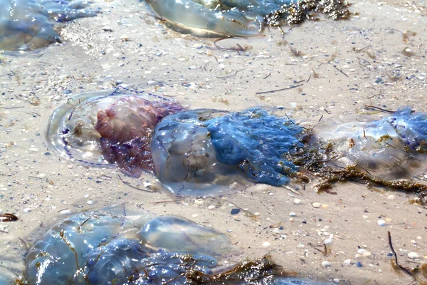 阳光照射在沙滩上的死水母被冲到了岸上 — 图库照片