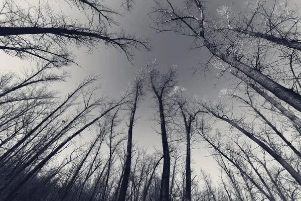 Чорно Біле Ретро Тоноване Зображення Осінній Абстрактний Ліс Ширококутний Вид — стокове фото