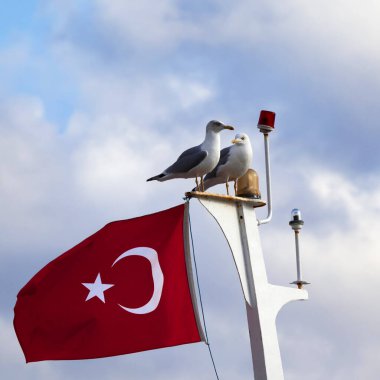 Güneşli bir günde gemi direğinde iki martı ve Türk bayrağı