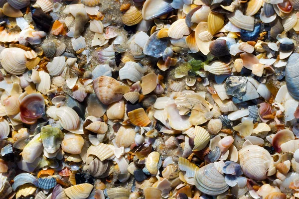 Κοχύλια Υγρή Άμμο Παραλία Ζεστό Ήλιο Καλοκαιρινή Μέρα Φυσικό Υπόβαθρο — Φωτογραφία Αρχείου