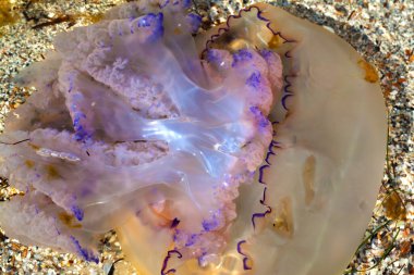 Denizanası (Rhizostoma) güneş yaz gününde denizde yüzer. Yakın çekim görünümü.