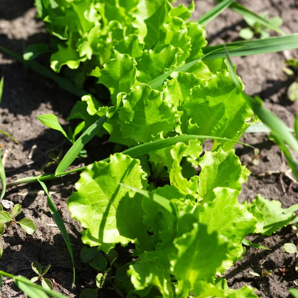 Eine Reihe Junger Grüner Salatsalate Lactuca Sativa Die Einem Sonnigen — Stockfoto