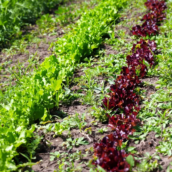 Reihen Junger Grüner Und Roter Salatsalat Lactuca Sativa Der Einem — Stockfoto