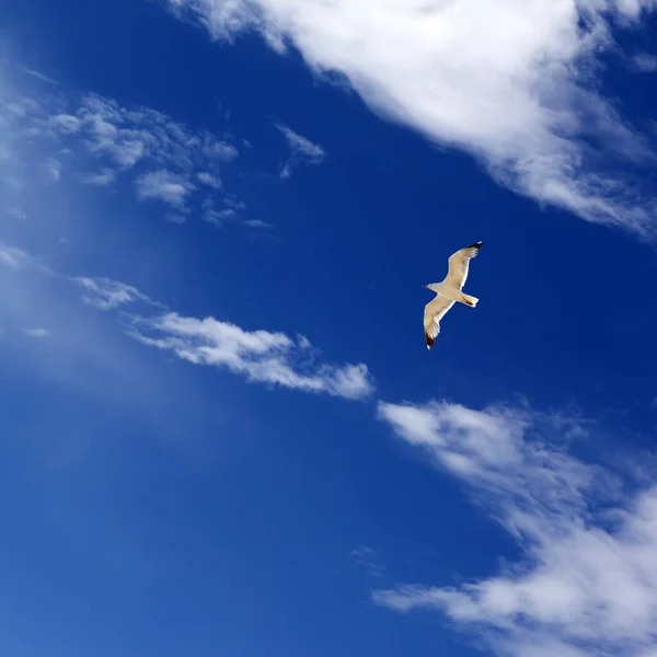 Zeemeeuw Zweven Blauwe Lucht Met Zonlicht Wolken Zonnige Zomerdag — Stockfoto