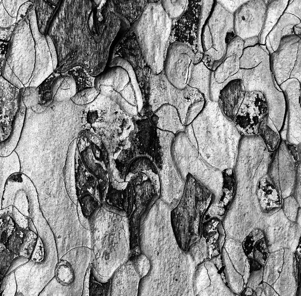 Black White Wooden Texture Macro Photo Crimean Pine Tree — Stock Photo, Image