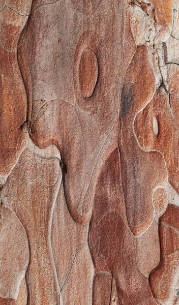 Wooden Texture Close Photo Crimean Pine Tree — Stock Photo, Image