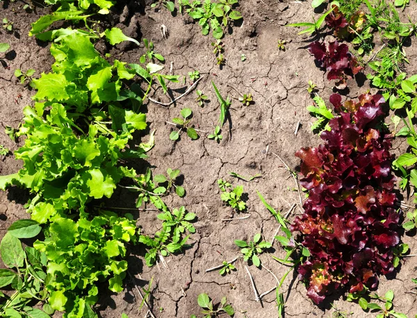 Junger Grüner Und Roter Salat Lactuca Sativa Der Einem Sonnigen — Stockfoto