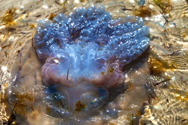 Flipped Dead Jellyfish Rhizostoma Washed Ashore Sea Shore Sun Summer — Stock Photo, Image