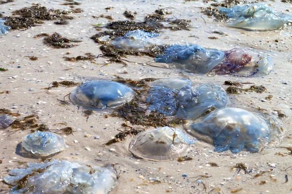 夏日阳光下 死了的水母被冲到了潮湿的沙滩上 — 图库照片