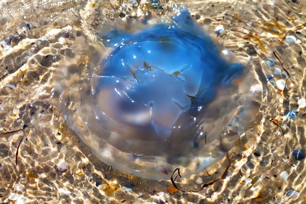 Güneş yaz gününde denizde ölü denizanası (Rhizostoma) üzerinde takla attı