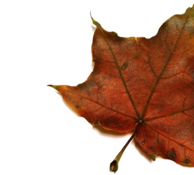 Kahverengi sonbahar akçaağaç yaprağı parçası. Kopya alanı ile beyaz arkaplanda izole.