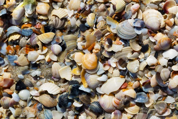 Φυσικό Υπόβαθρο Των Σπασμένων Κοχύλια Στην Παραλία Άμμο Κατά Θερινή — Φωτογραφία Αρχείου