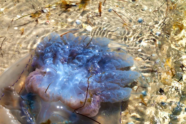 Umgekippte Tote Quallen Rhizostoma Treiben Sonnigen Sommertagen Wasser Meeresufer — Stockfoto