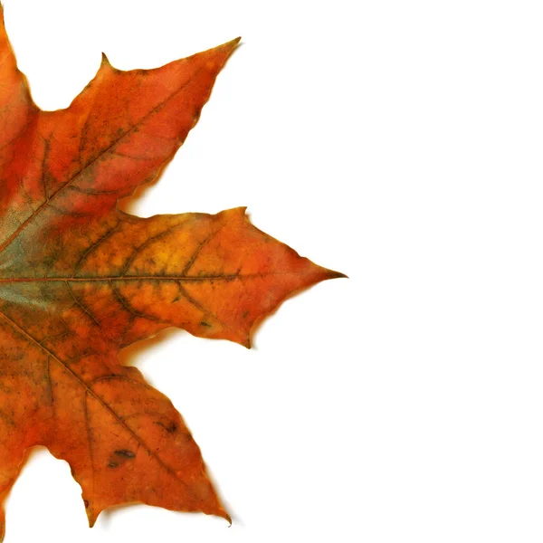 Ein Teil Des Herbst Ahornblattes Isoliert Auf Weißem Hintergrund Mit — Stockfoto