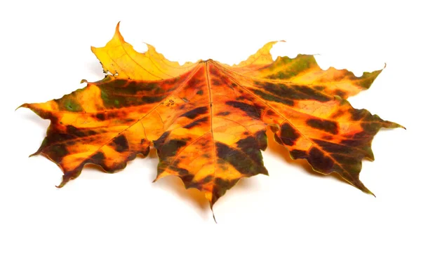 Multicolor Autumnal Maple Leaf Isolated White Background — Stock Photo, Image
