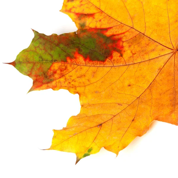 Çok renkli sonbahar akçaağaç yaprağı. Beyaz arka planda izole edilmiş. Yakın çekim görünümü.