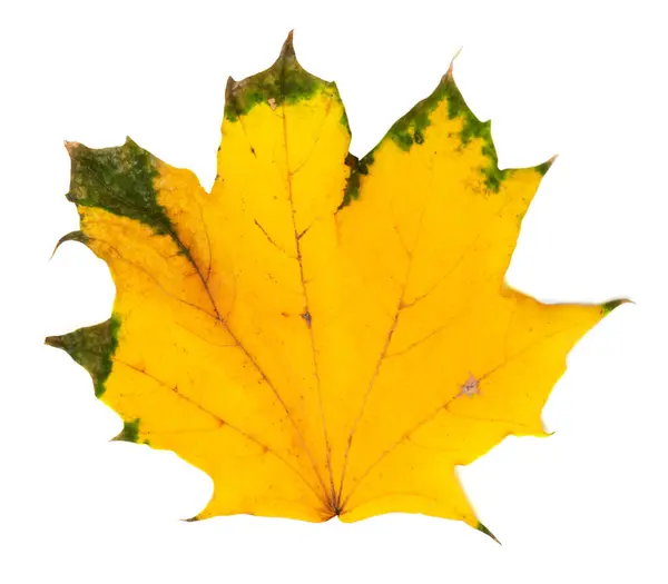 Yellowed Autumn Maple Leaf Isolated White Background — ストック写真