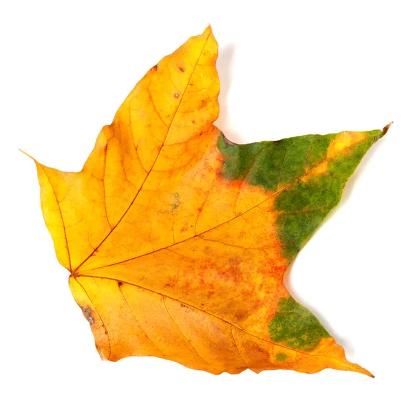 Autumn Multicolor Maple Leaf Isolated White Background View — Stock fotografie