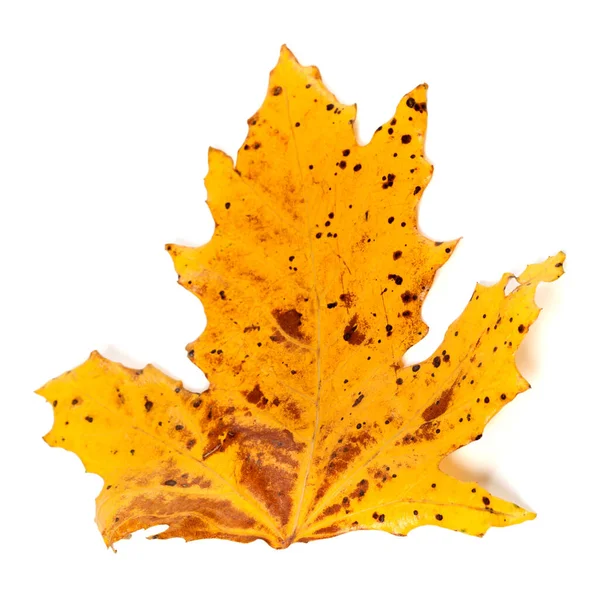 Speckled Autumn Leaf Isolated White Background — Zdjęcie stockowe