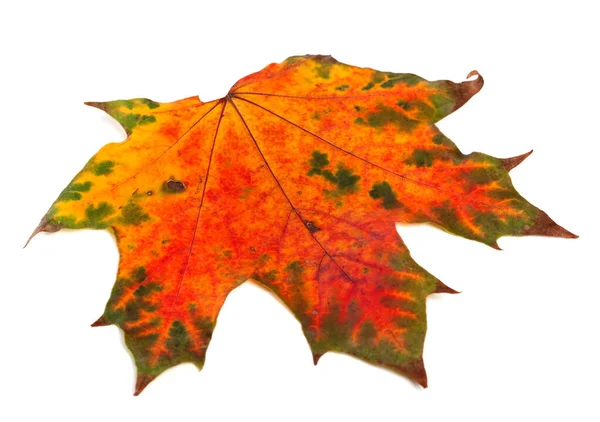 Bright Multicolor Autumn Maple Leaf Isolated White Background — Fotografia de Stock