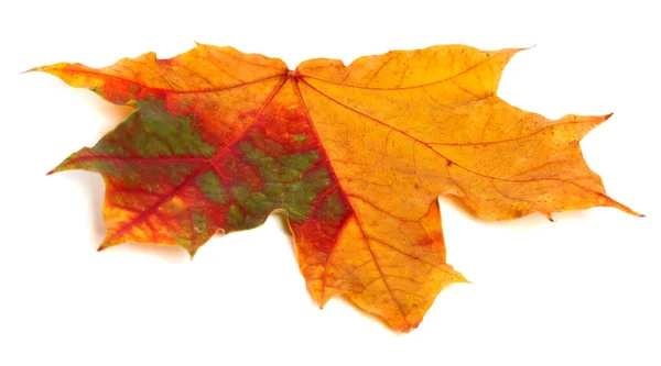 Meerkleurig Herfstesdoornblad Geïsoleerd Witte Achtergrond — Stockfoto