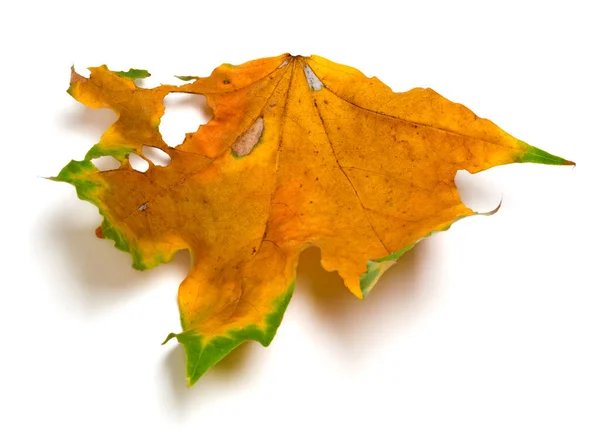 Autumn Dry Multicolored Maple Leaf Holes Isolated White Background — Zdjęcie stockowe
