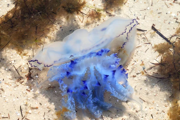 Jellyfish Rhizostoma Swim Sea Sun Summer Day — Stock Photo, Image