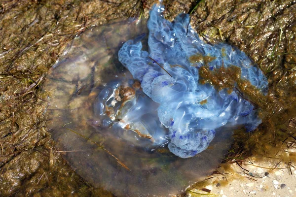 Flipped Dead Jellyfish Rhizostoma Washed Ashore Sand Beach Alga — Stok fotoğraf